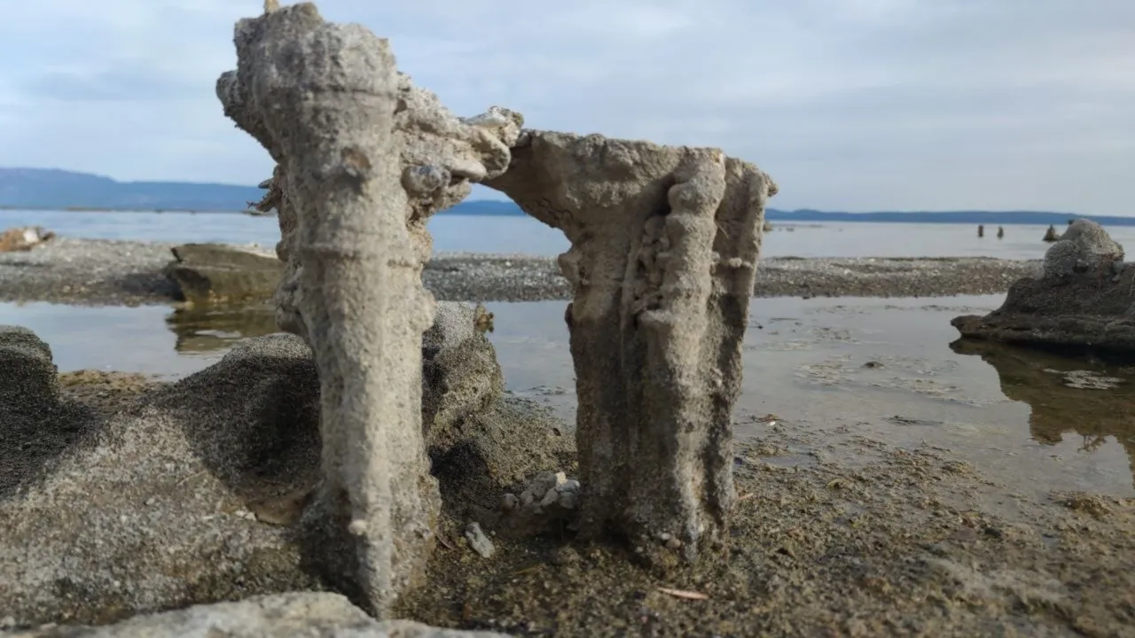 Hepsi binlerce yıllık, boyları 40 metre! Van’ın gizli hazinesi Guinness kapısında, ikinci rekor mu geliyor?
