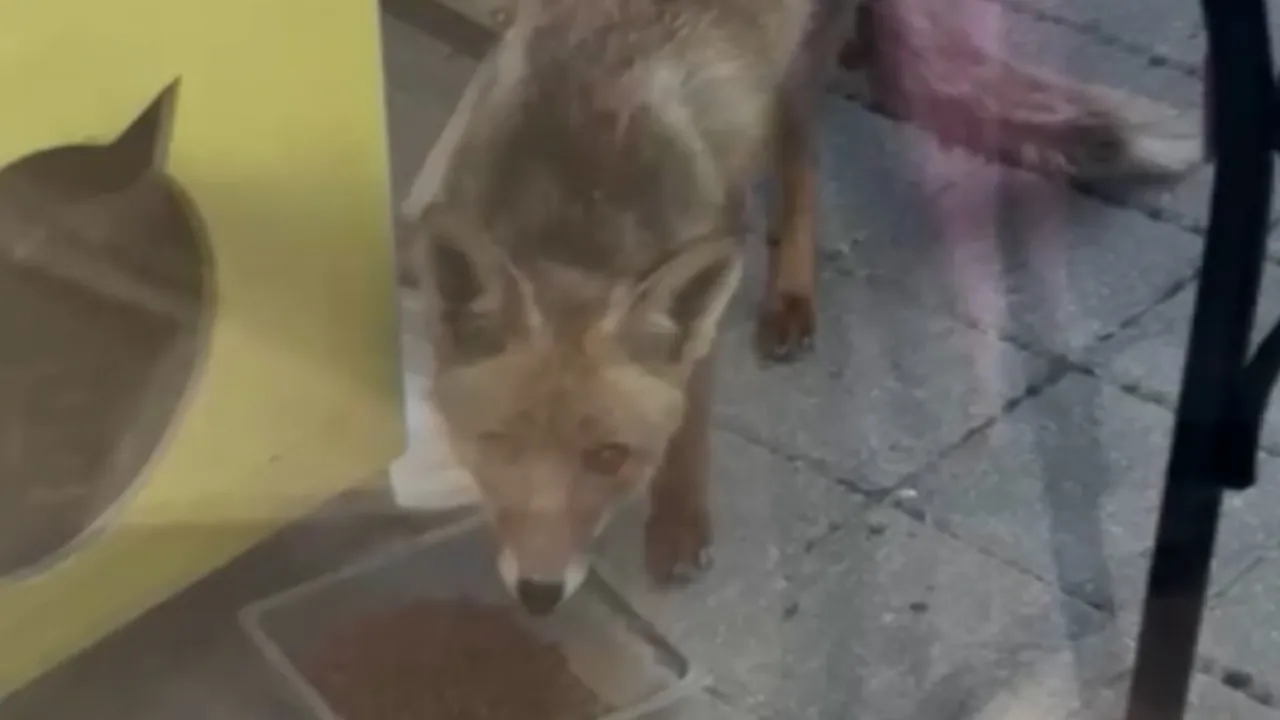 Şehir merkezine inen tilki kimseye aldırış etmeden karnını doyurdu! O anlar kamerada