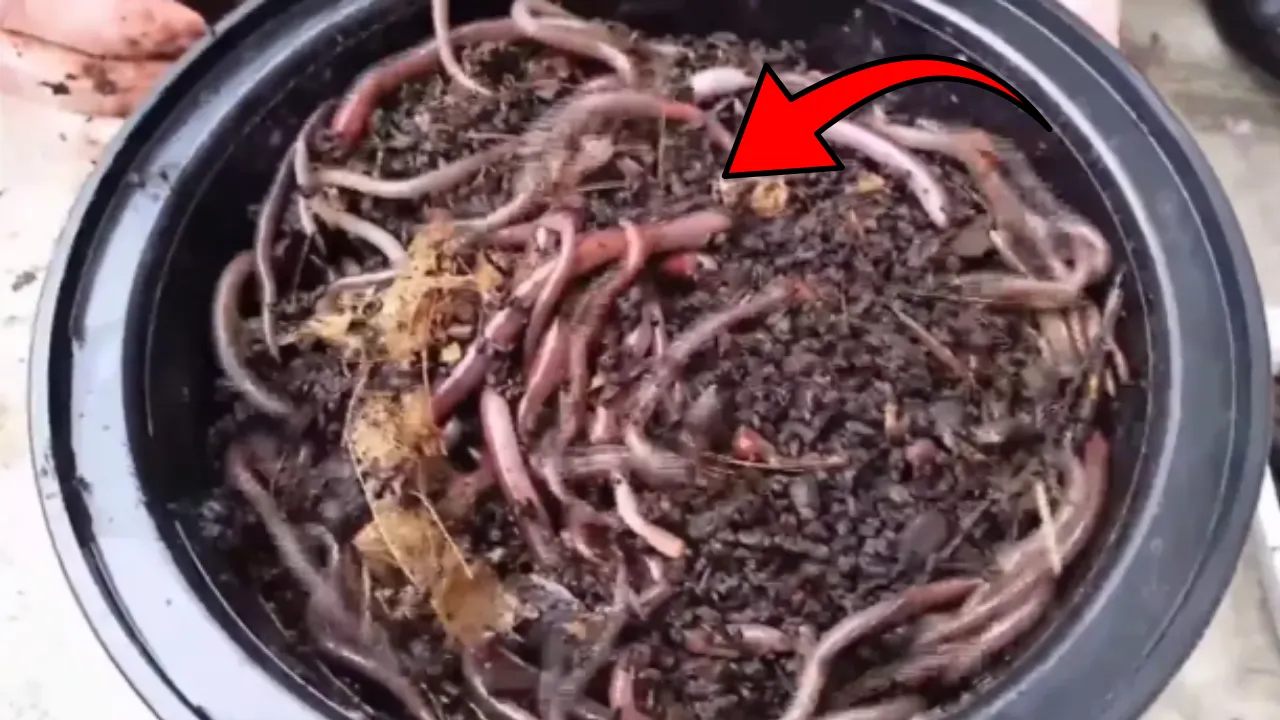 ABD'yi alarma geçiren olay! Bahçelerde başladı, ormanlara yayıldı: En büyük zararı toprağa veriyor