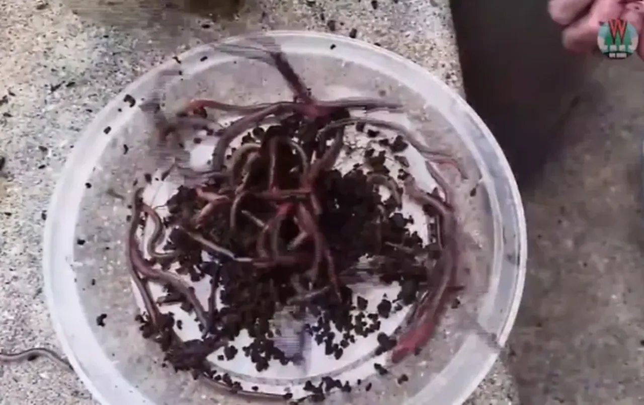 ABDyi alarma geçiren olay! Bahçelerde başladı, ormanlara yayıldı: En büyük zararı toprağa veriyor