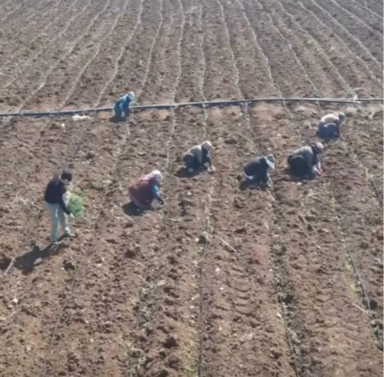 Bereketli olsun! Yeni sezon için dikim başladı 