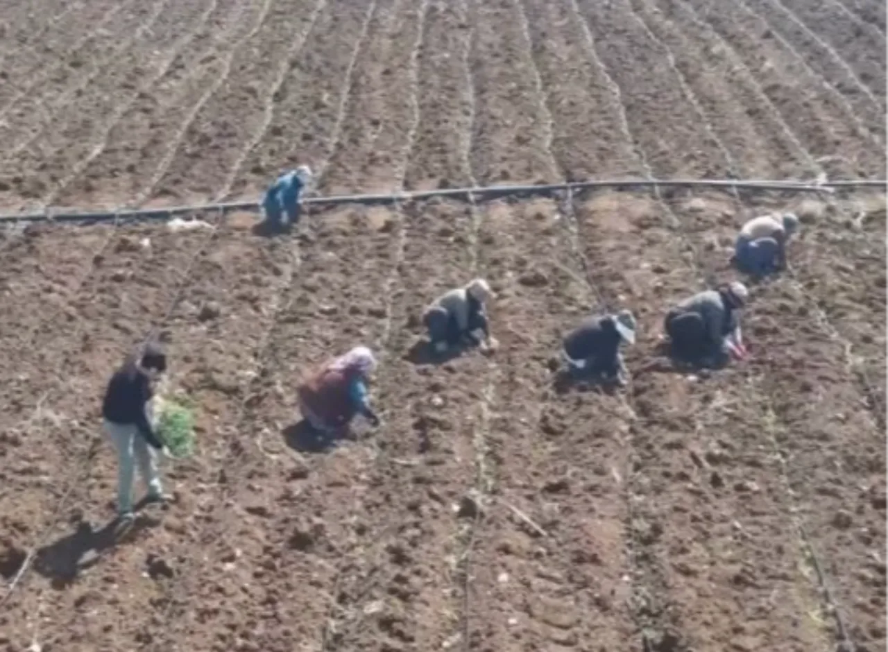 Bereketli olsun! Yeni sezon için dikim başladı 