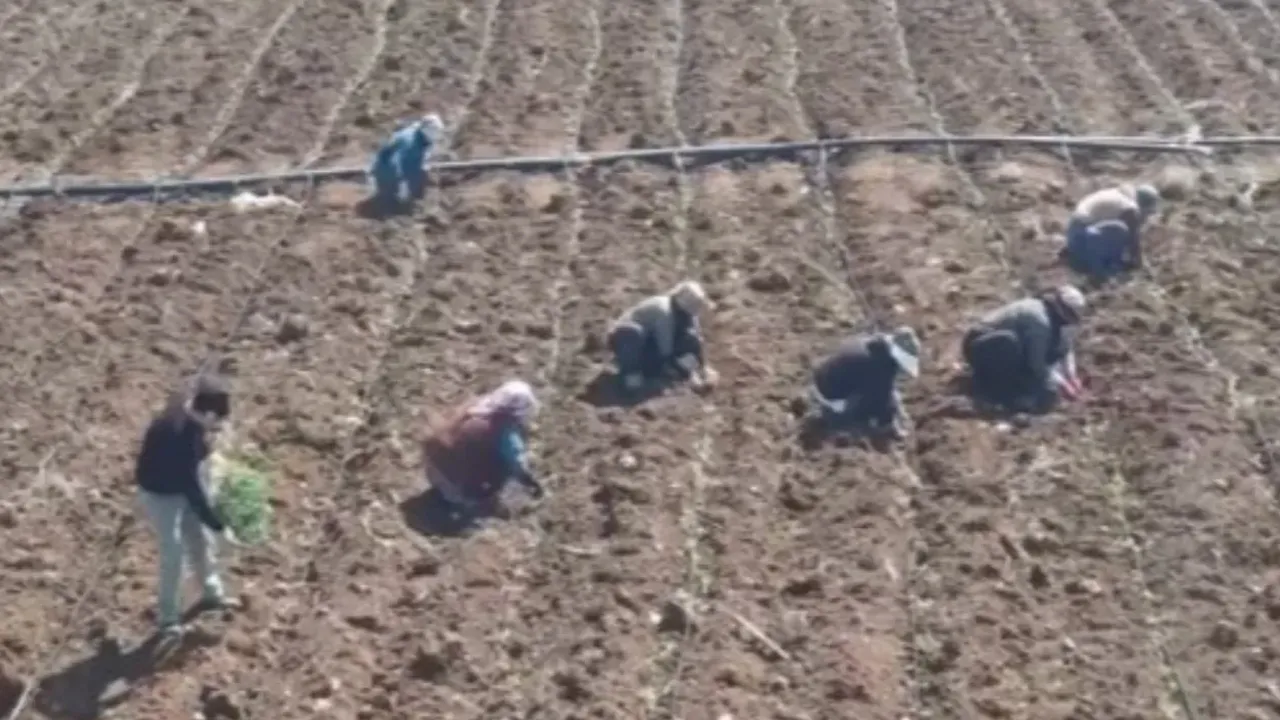 Bereketli olsun! Yeni sezon için dikim başladı 