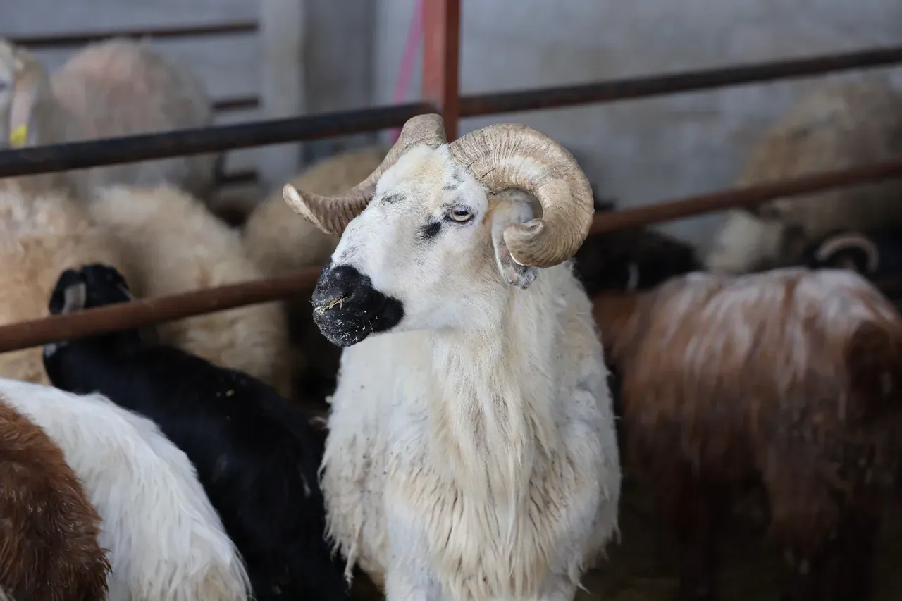 Büyükbaş ve küçükbaş kurbanlık fiyatları ne kadar? 2026 kurban fiyatları