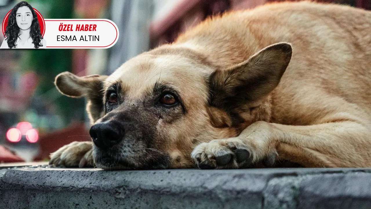 İçişleri Bakanlığı 'Meclis sunumu'nda açıkladı: Başıboş köpeklerin yüzde 78'i temizlendi