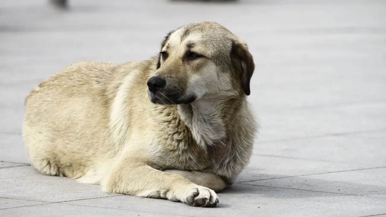 İçişleri Bakanlığı 'Meclis sunumu'nda açıkladı: Başıboş köpeklerin yüzde 78'i temizlendi