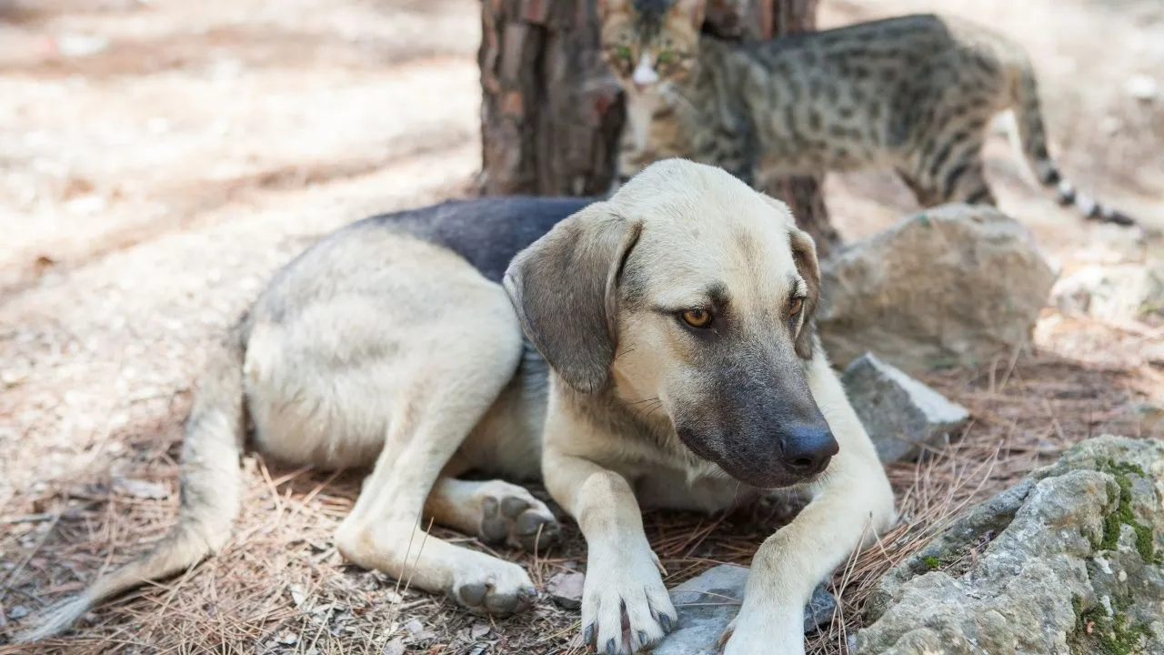 İçişleri Bakanlığı 'Meclis sunumu'nda açıkladı: Başıboş köpeklerin yüzde 78'i temizlendi