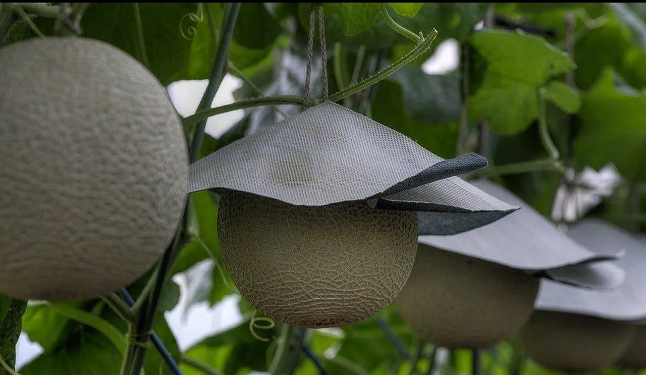 Kral meyvesi olarak da biliniyor! Dünyanın en pahalısı: Her gün masaj yapılıyor, özel şapkası bile var