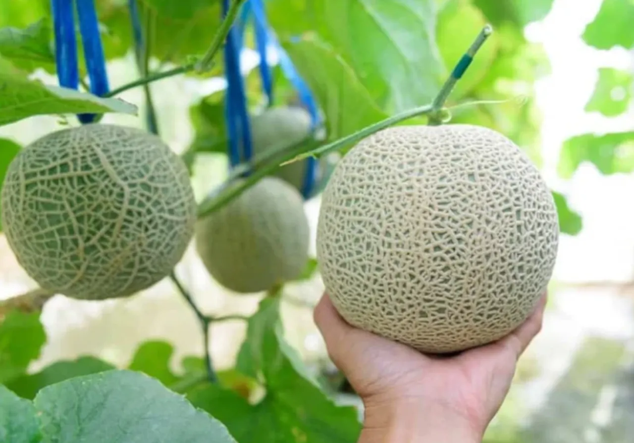 Kral meyvesi olarak da biliniyor! Dünyanın en pahalısı: Her gün masaj yapılıyor, özel şapkası bile var