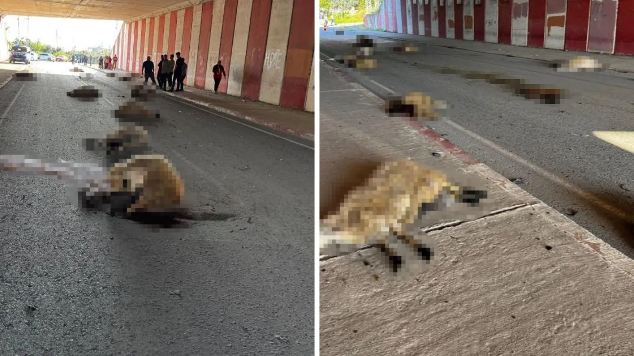 Otomobil sürüye daldı! Çok sayıda hayvan telef oldu