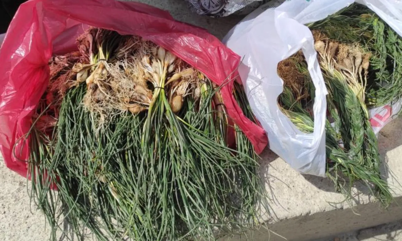 Doğal hazine! Bulan köşeyi dönüyor, kilosu 15 bin TL'den satılıyor