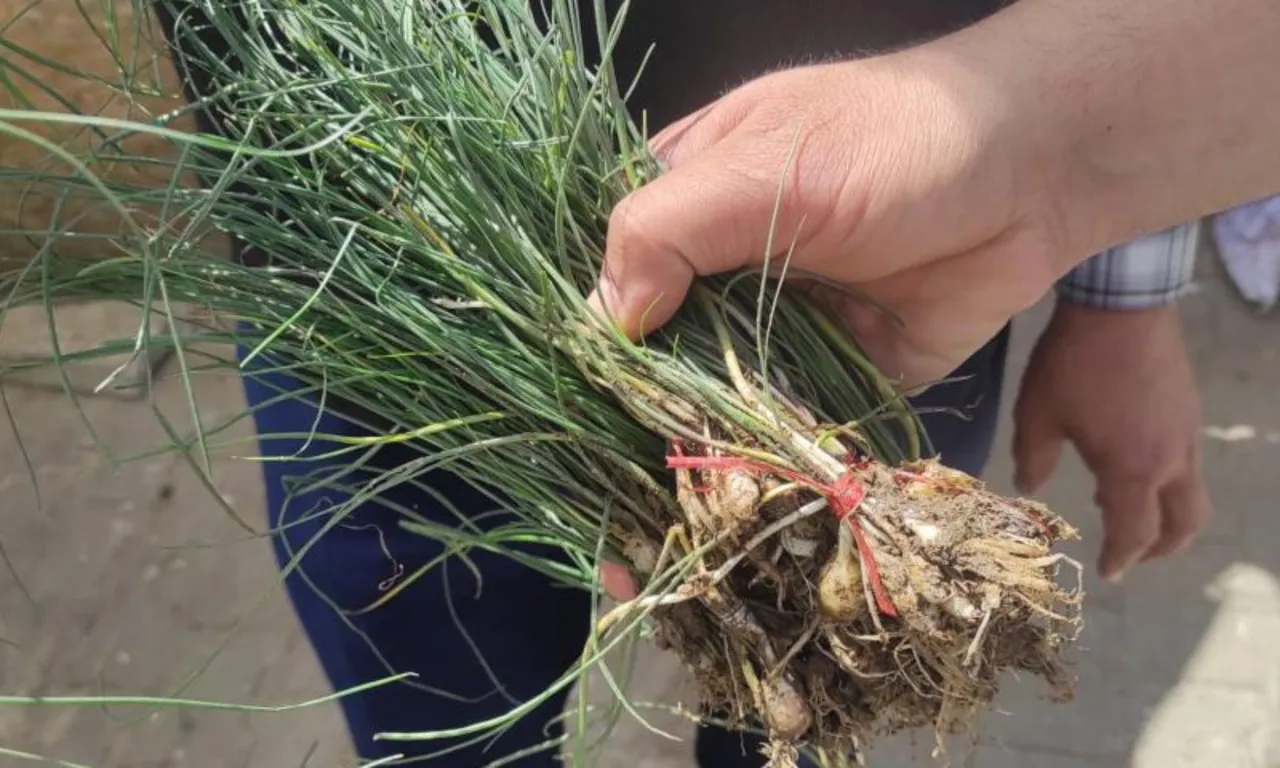 Doğal hazine! Bulan köşeyi dönüyor, kilosu 15 bin TL'den satılıyor