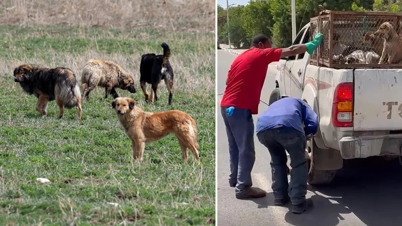 Dünya Kupası hazırlığı kan dondurdu! Sokak köpekleri iddiası ortalığı karıştırdı