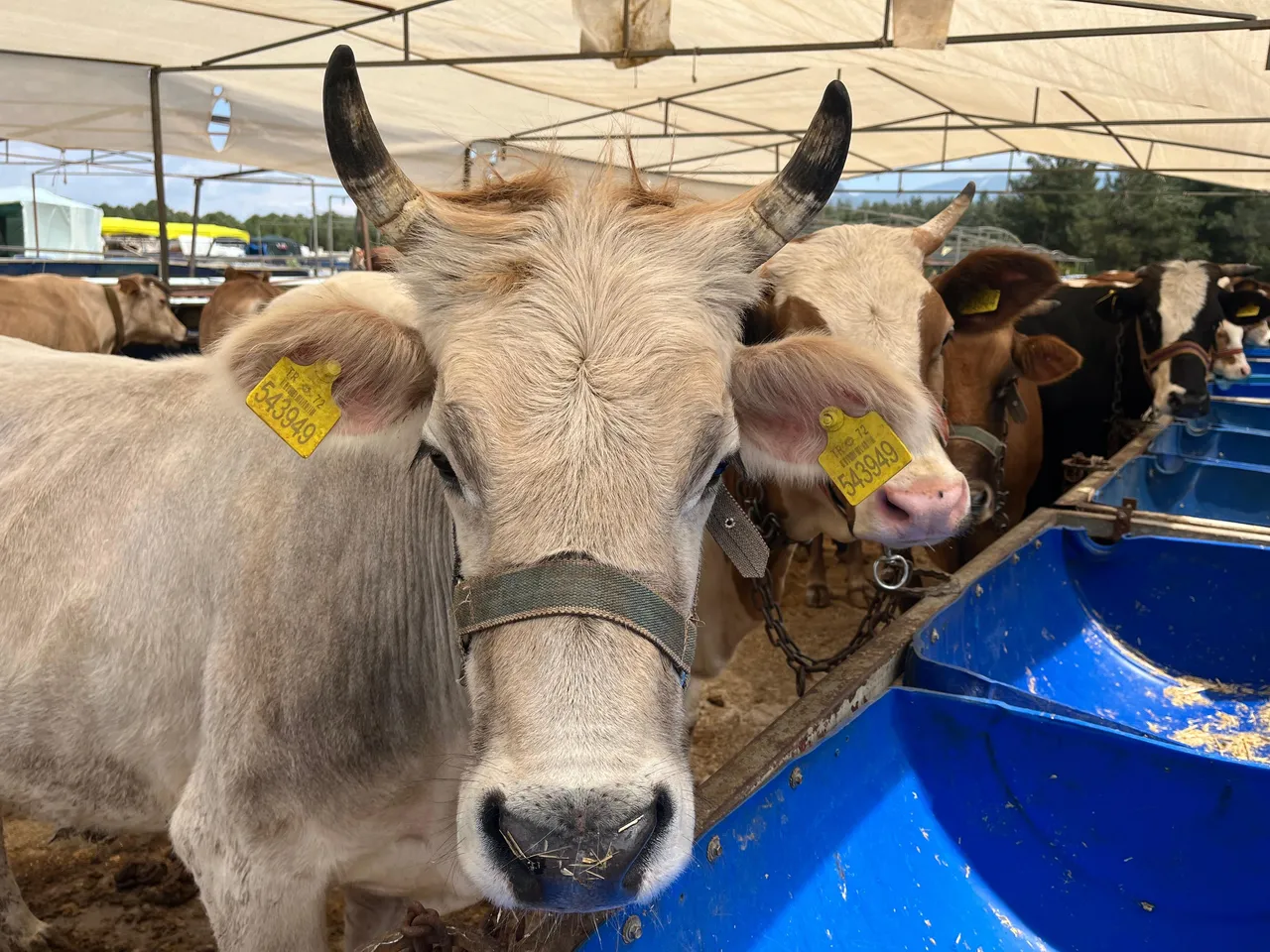 Kurban  bağışında sahte derneklere dikkat uyarısı... "Dolandırılmayın"