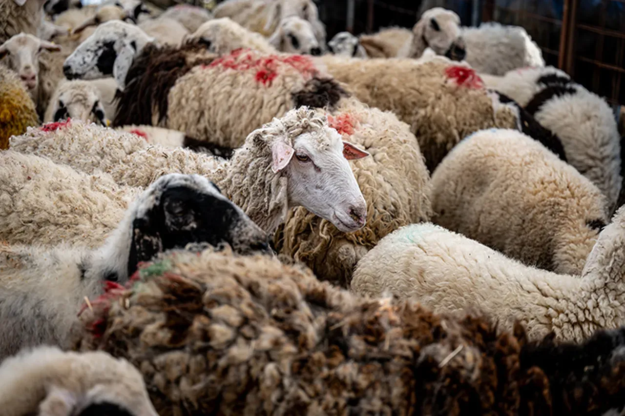 Kurban  bağışında sahte derneklere dikkat uyarısı... "Dolandırılmayın"
