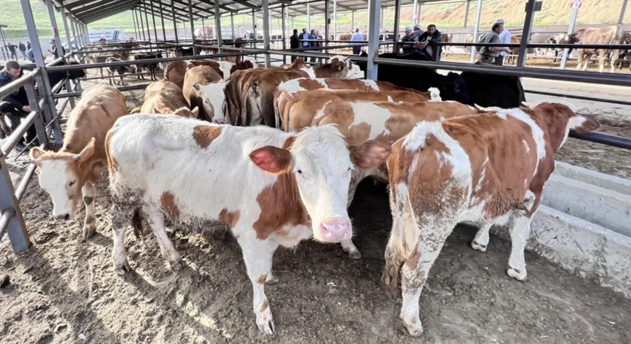 Kurbanlıkların kentlere girişi için tarih verildi! Bu kurallara uymayana 1 milyona yakın ceza kesilecek