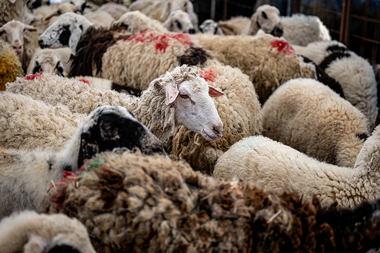 Kurbanlıkların kentlere girişi için tarih verildi! Bu kurallara uymayana 1 milyona yakın ceza kesilecek