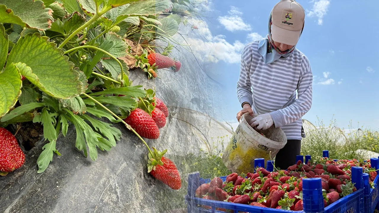 Tarlada 35, markette 150 TL! Üretici fiyat makasına isyan ediyor 