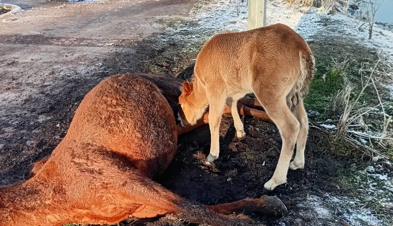 Ardahan'da ölen annesini emmeye çalışan tayın yürek burkan anları kamerada