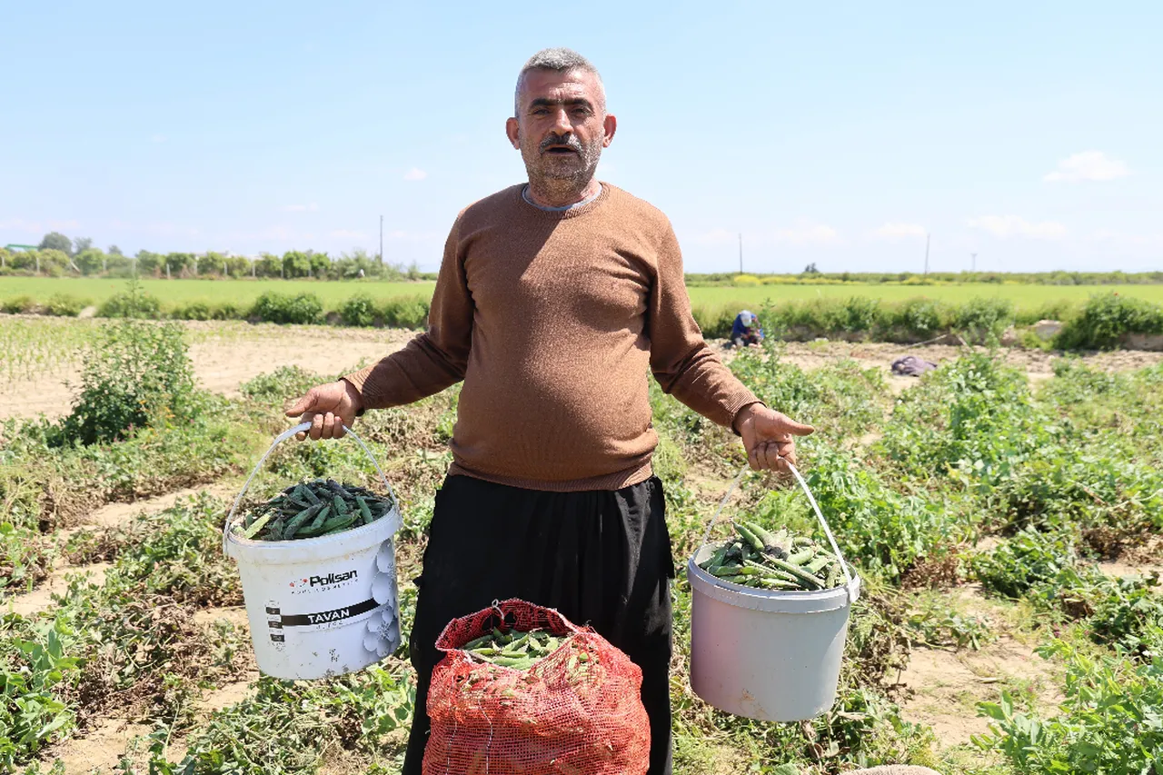 Hasat başladı, çiftçi verimden memnun! Tarlada 60, pazarda 100 lira 