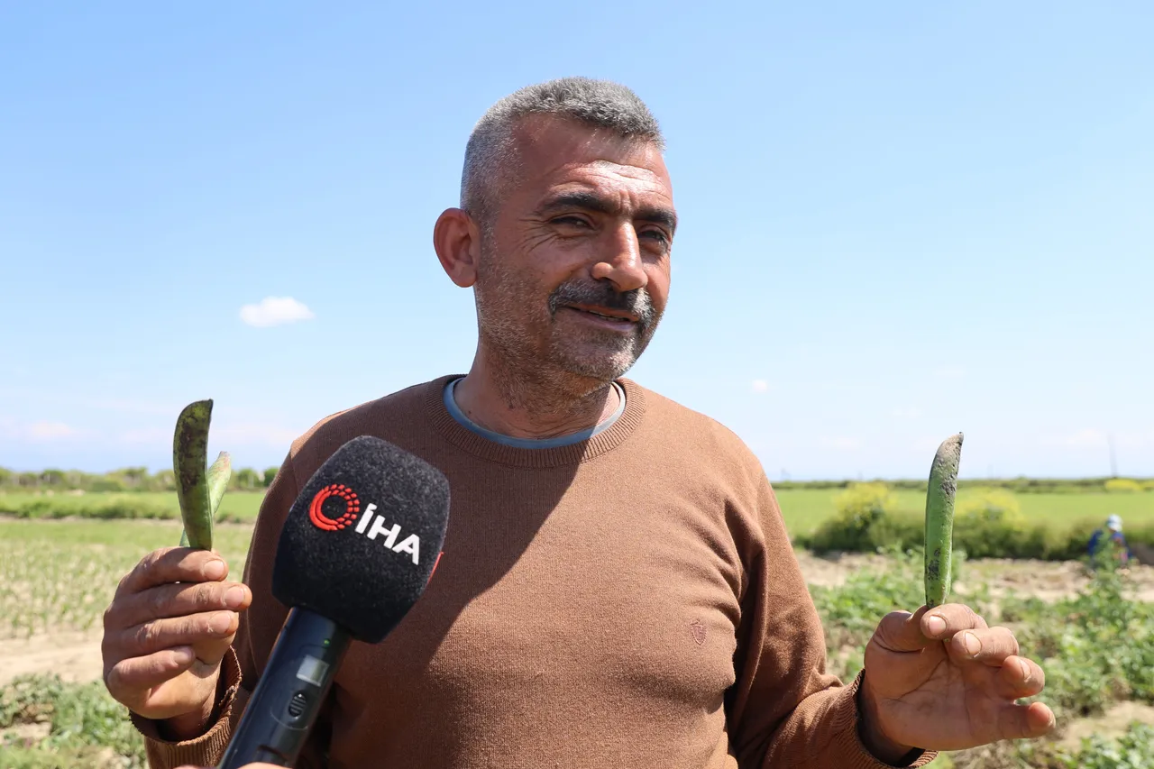 Hasat başladı, çiftçi verimden memnun! Tarlada 60, pazarda 100 lira