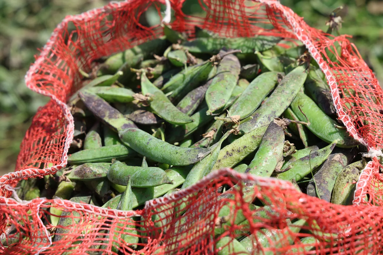 Hasat başladı, çiftçi verimden memnun! Tarlada 60, pazarda 100 lira
