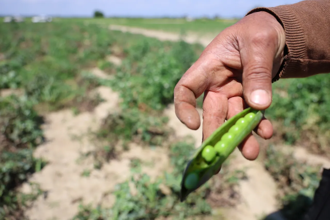 Hasat başladı, çiftçi verimden memnun! Tarlada 60, pazarda 100 lira