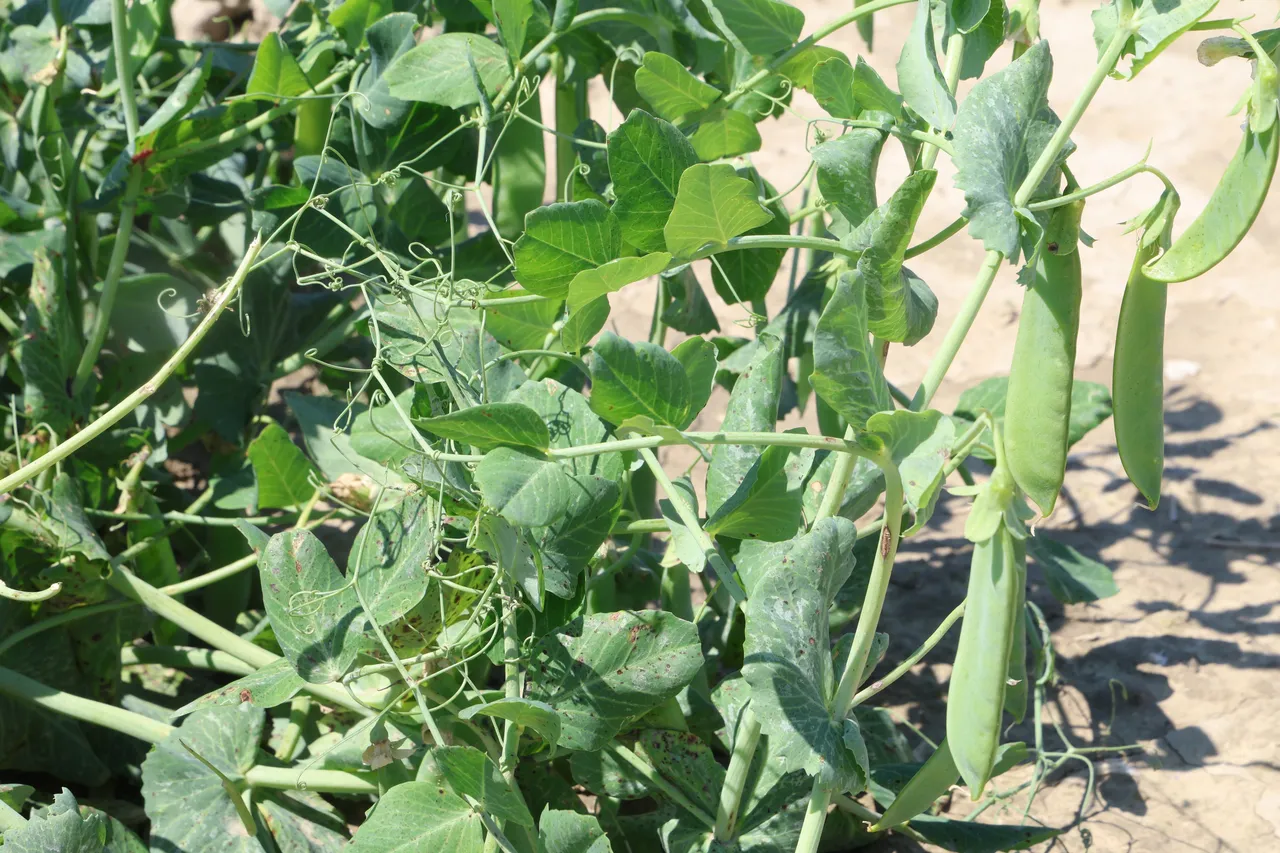 Hasat başladı, çiftçi verimden memnun! Tarlada 60, pazarda 100 lira