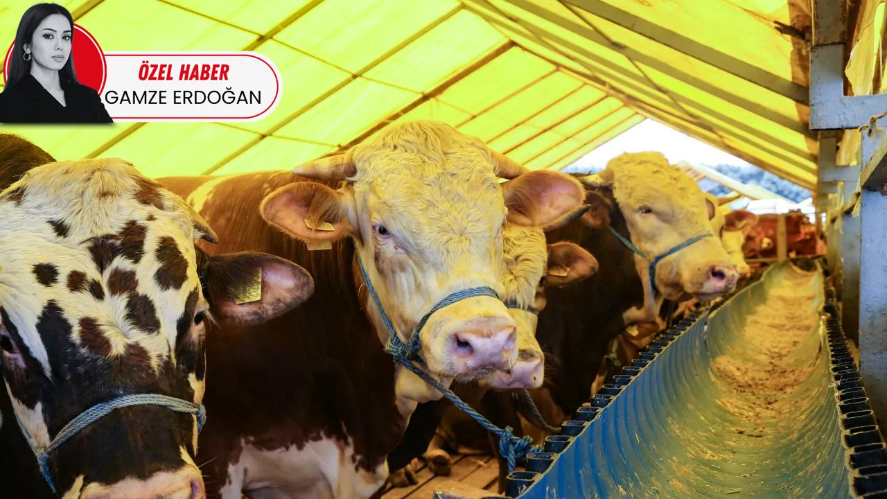 Kurban  bağışında sahte derneklere dikkat uyarısı... 