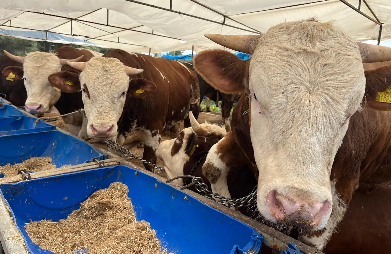 Kurban Bayramı öncesi tedbirler artırıldı! 