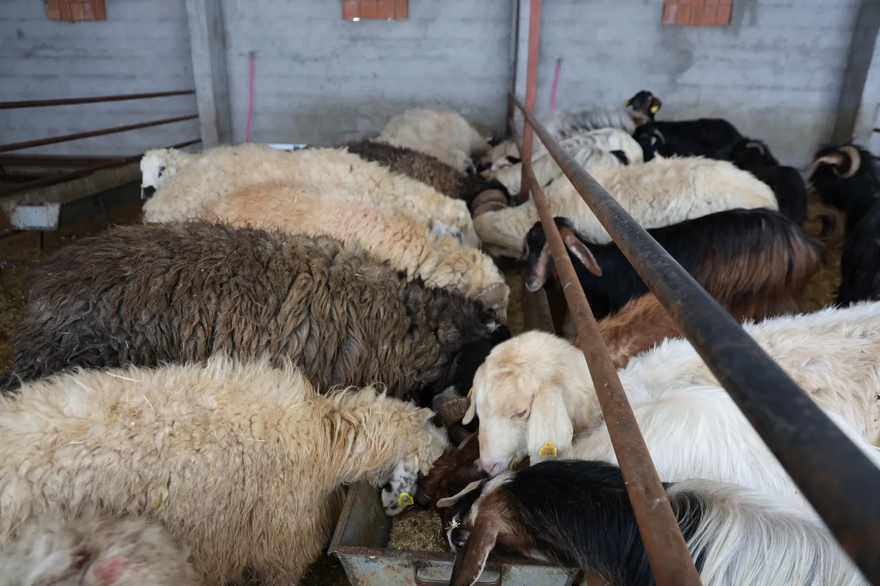 Kurban Bayramı öncesi tedbirler artırıldı! Bu noktalara uymak şart