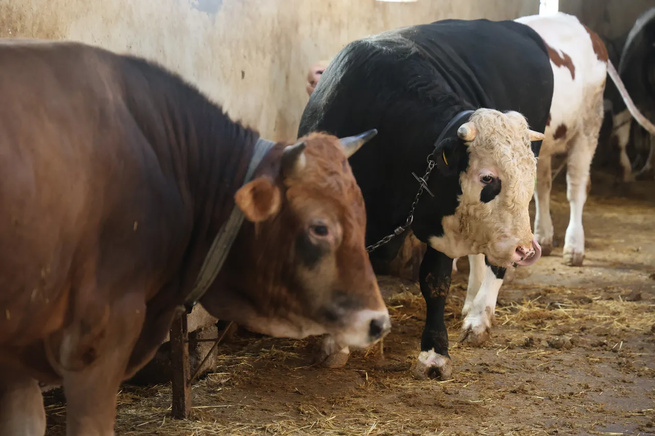 Kurban Bayramı öncesi tedbirler artırıldı! Bu noktalara uymak şart
