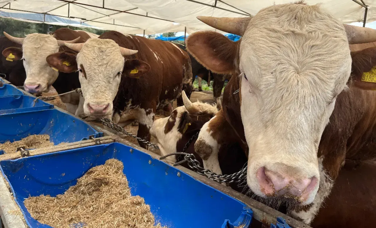 BU KURALLARA DİKKAT