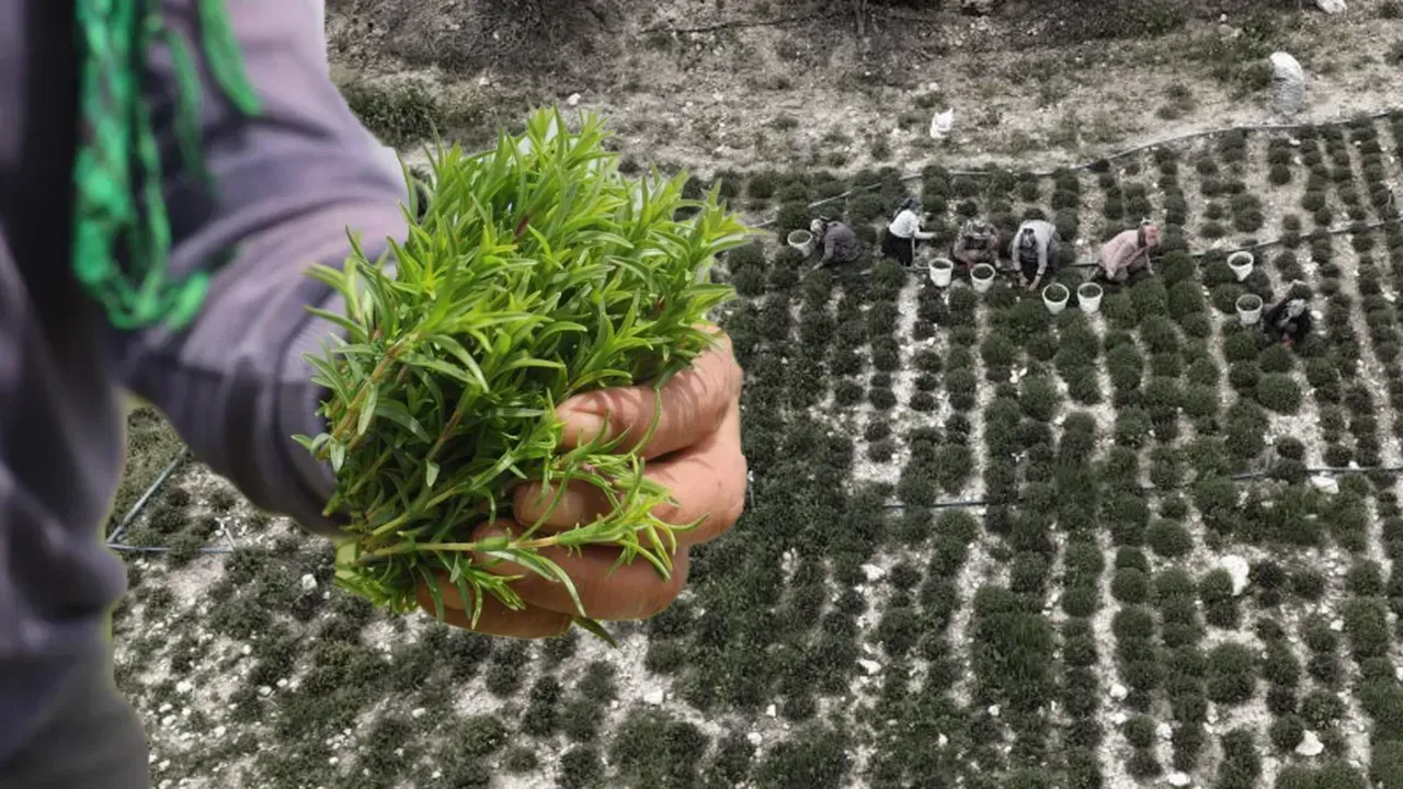 MAKASLA 12 SAATTE TOPLANIYOR