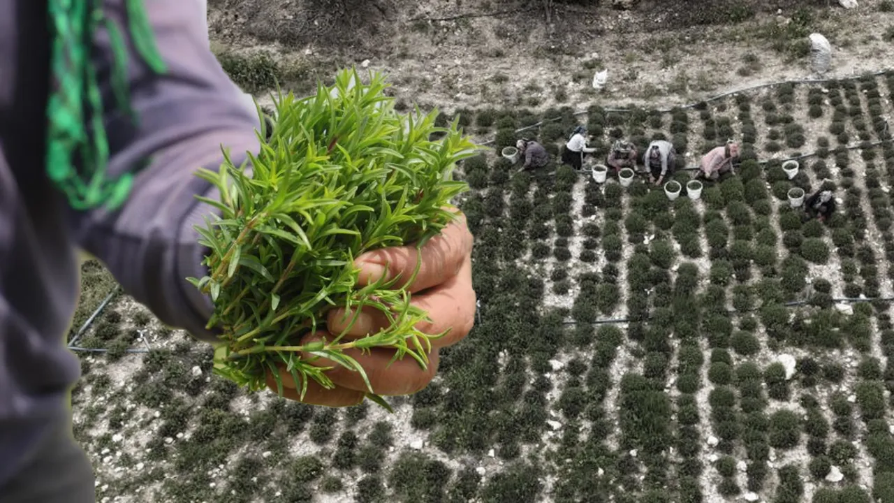 Tam bir şifa deposu! Makasla keserek 12 saatte topluyorlar... Kilosu 400 lira