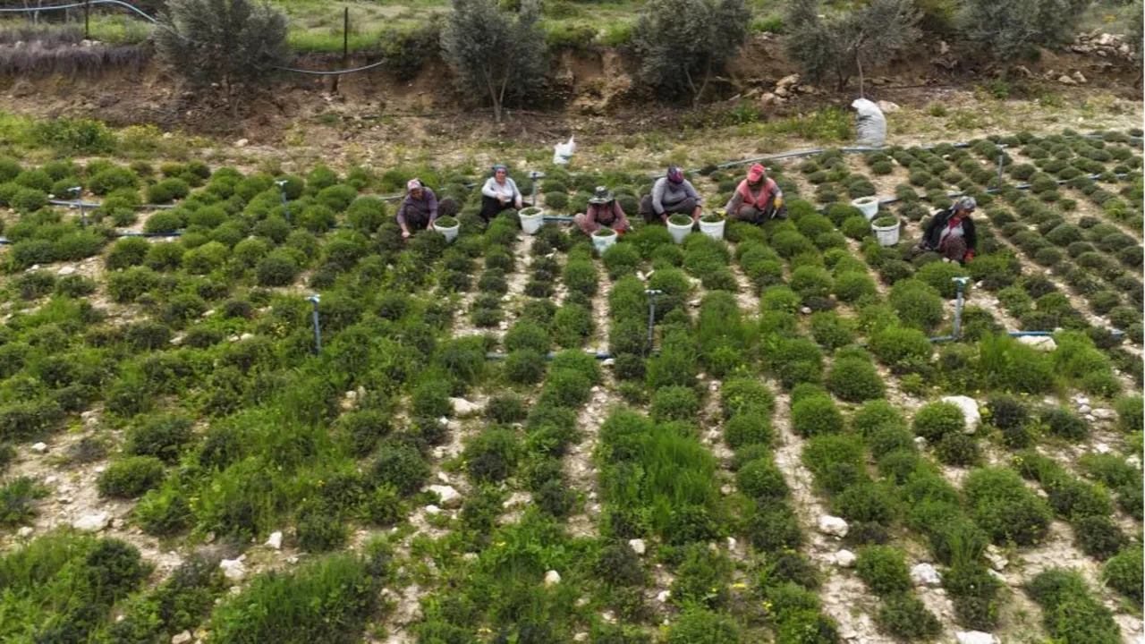 Tam bir şifa deposu! Makasla keserek 12 saatte topluyorlar... Kilosu 400 lira