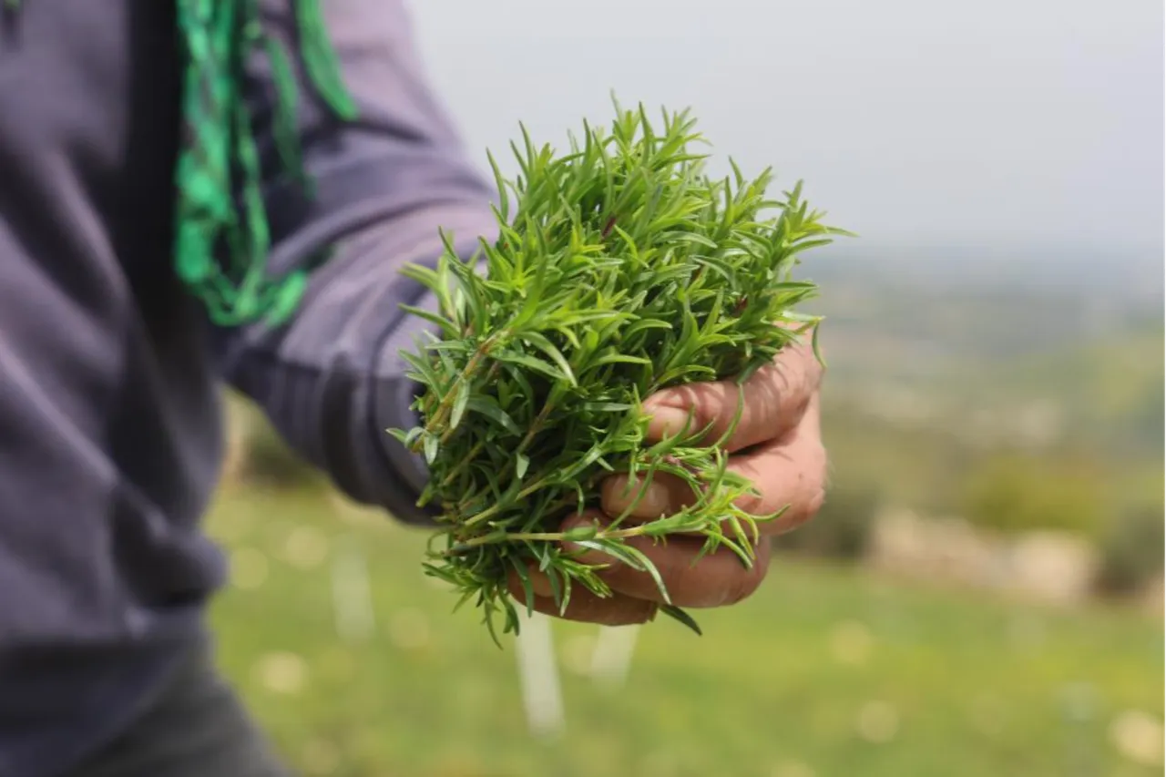 Tam bir şifa deposu! Makasla keserek 12 saatte topluyorlar... Kilosu 400 lira