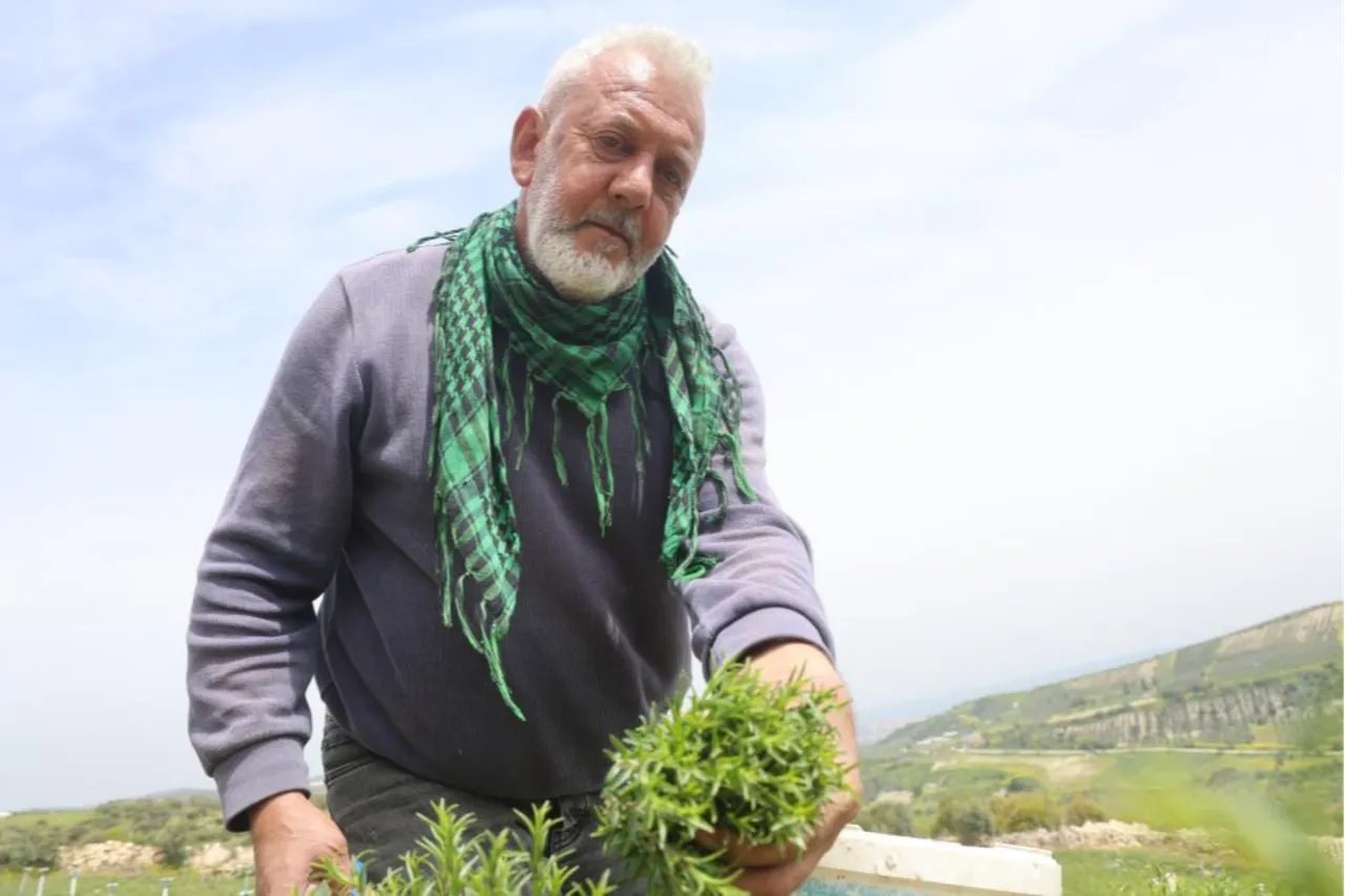 Tam bir şifa deposu! Makasla keserek 12 saatte topluyorlar... Kilosu 400 lira