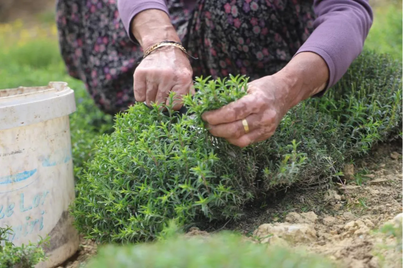 Tam bir şifa deposu! Makasla keserek 12 saatte topluyorlar... Kilosu 400 lira
