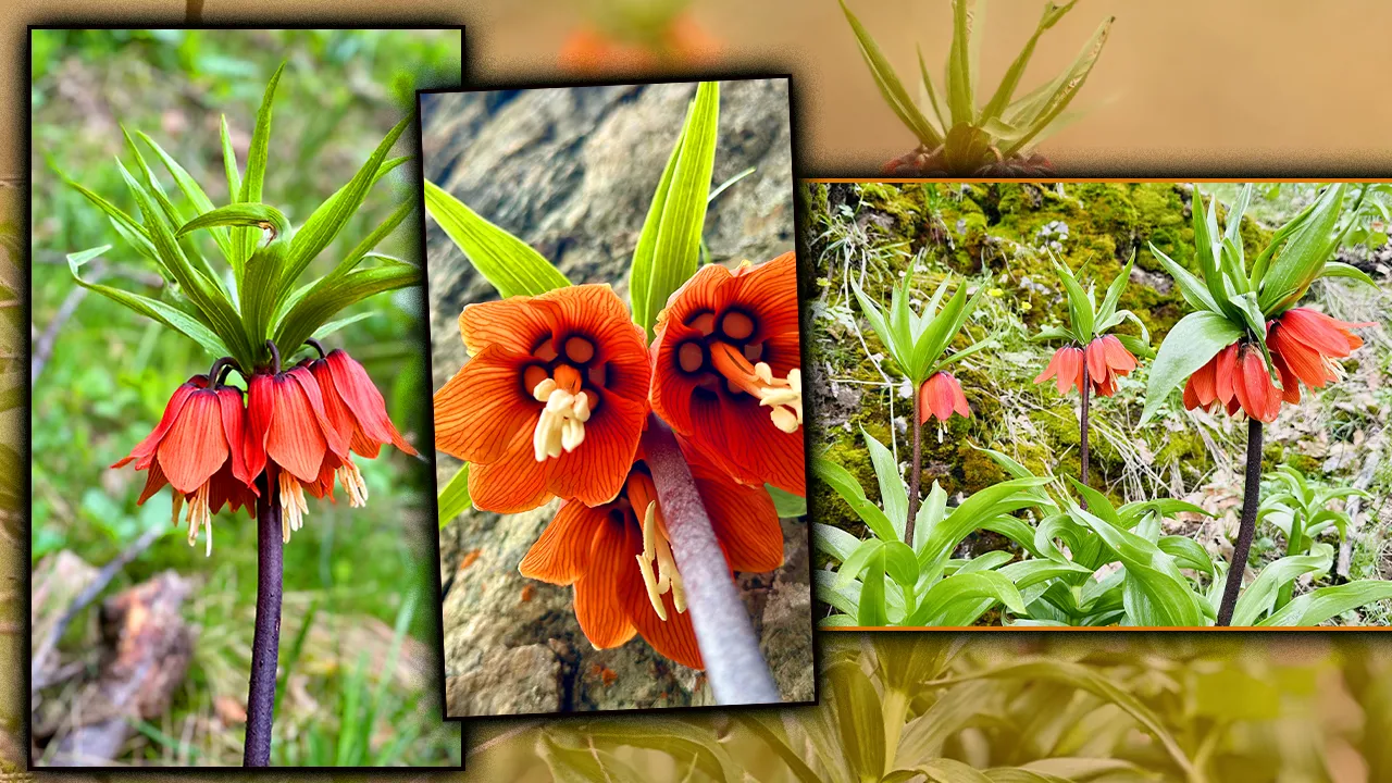 KOPARANA 700 BİN CEZA!