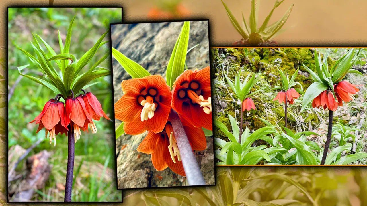 3 haftalık ömrü var, kendiliğinden yetişiyor! Dünyada 170, Türkiye’de 57 türü mevcut, koparana 700 bin ceza!