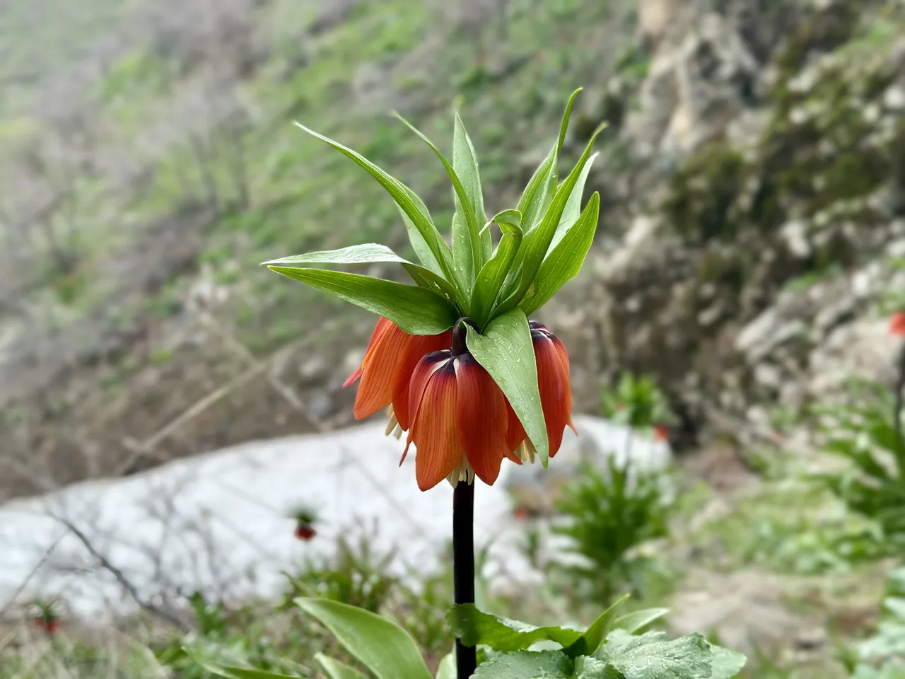 3 haftalık ömrü var, kendiliğinden yetişiyor! Dünyada 170, Türkiye’de 57 türü mevcut, koparana 700 bin ceza!