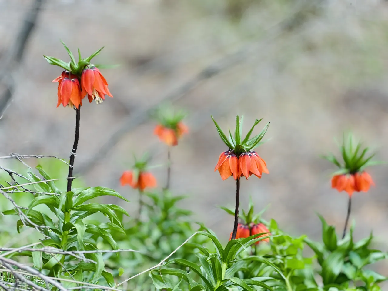 3 haftalık ömrü var, kendiliğinden yetişiyor! Dünyada 170, Türkiye’de 57 türü mevcut, koparana 700 bin ceza!