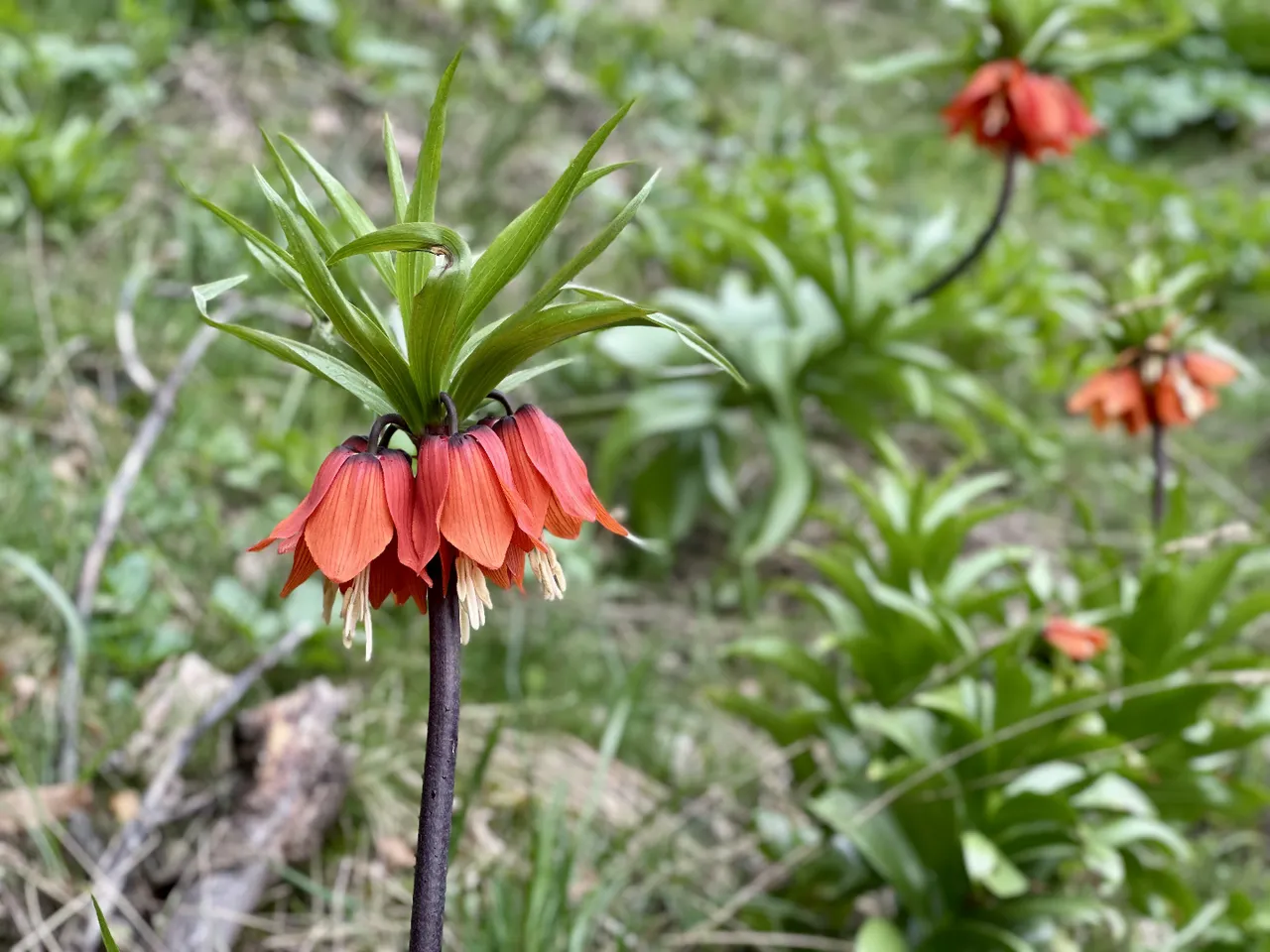 3 haftalık ömrü var, kendiliğinden yetişiyor! Dünyada 170, Türkiye’de 57 türü mevcut, koparana 700 bin ceza!