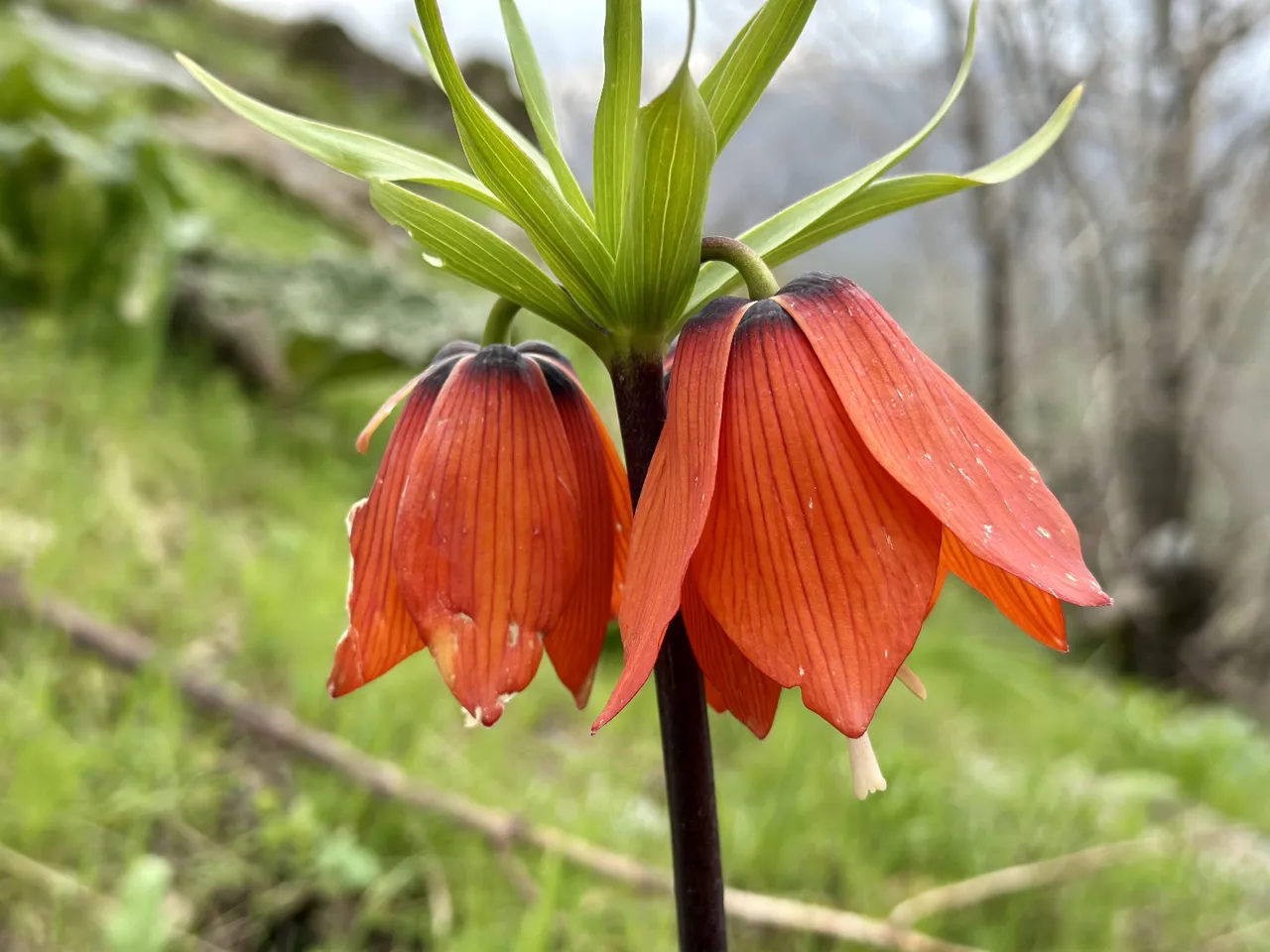 3 haftalık ömrü var, kendiliğinden yetişiyor! Dünyada 170, Türkiye’de 57 türü mevcut, koparana 700 bin ceza!