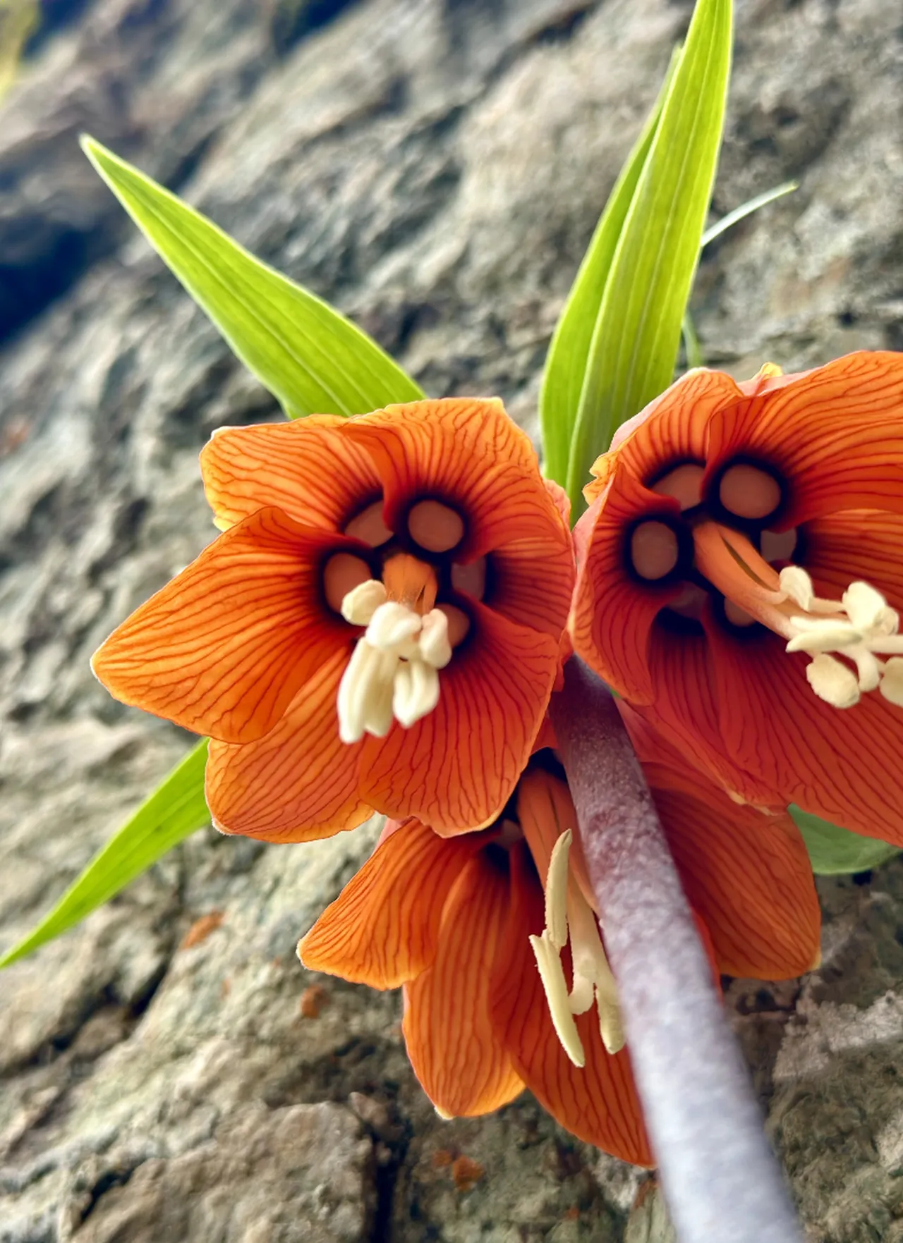 3 haftalık ömrü var, kendiliğinden yetişiyor! Dünyada 170, Türkiye’de 57 türü mevcut, koparana 700 bin ceza!