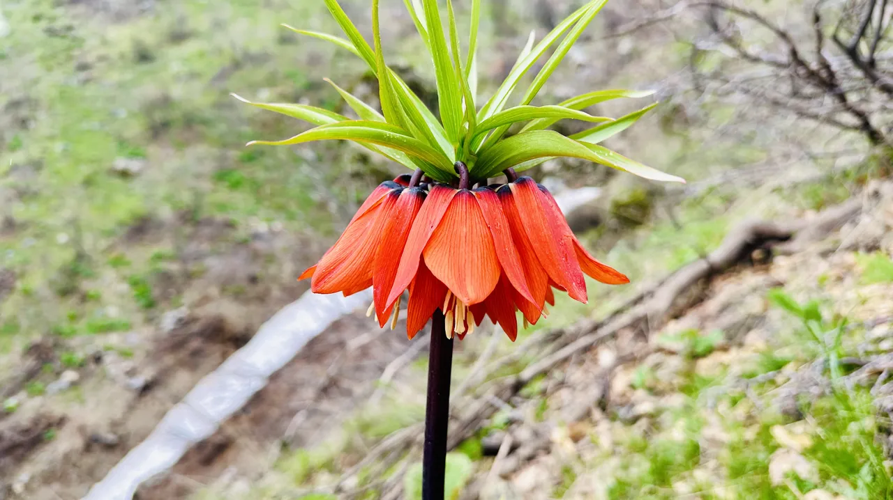 3 haftalık ömrü var, kendiliğinden yetişiyor! Dünyada 170, Türkiye’de 57 türü mevcut, koparana 700 bin ceza!