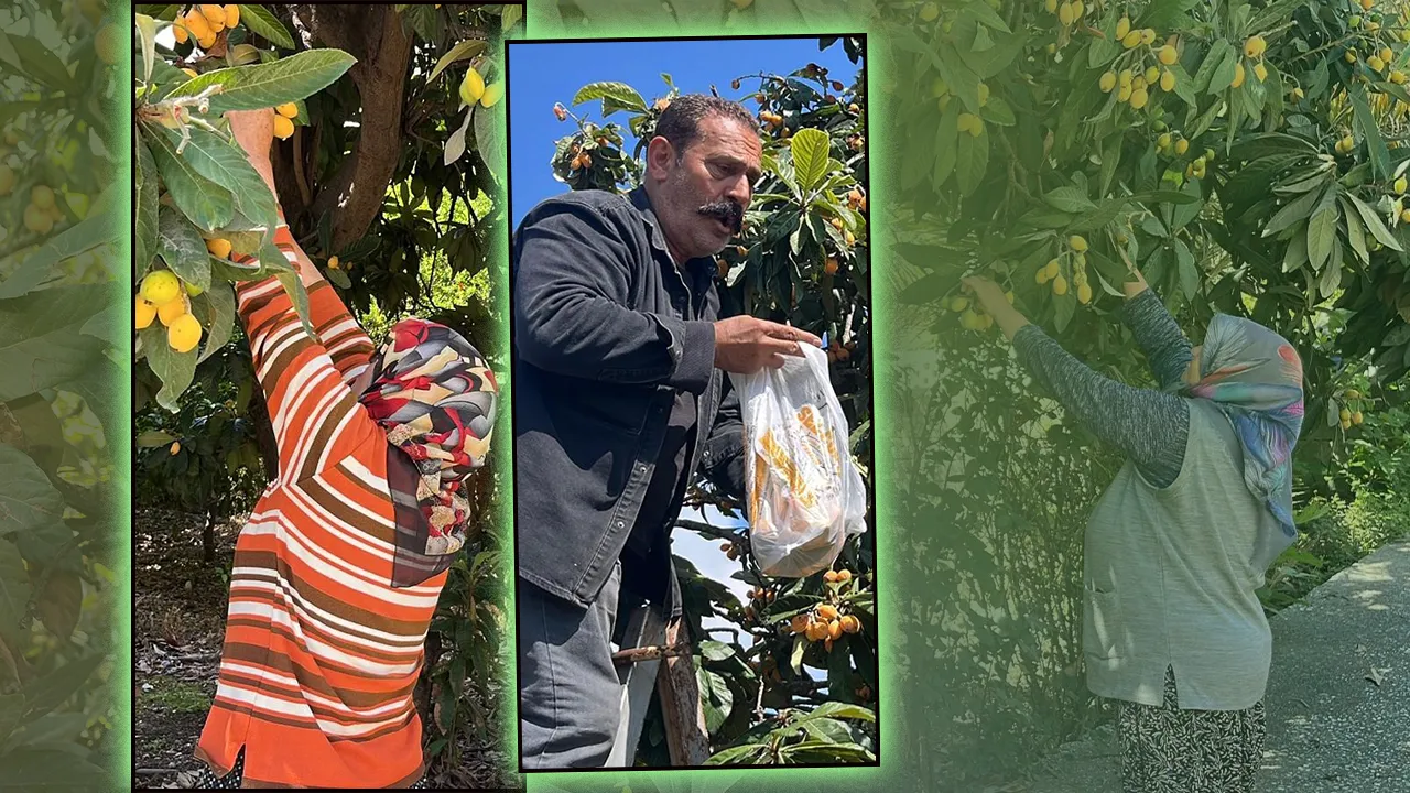 Bedava dağıttı, gelen poşet poşet topladı! Antalya’da çiftçinin ‘kıymetlisi’ avokadonun gölgesinde kaldı!