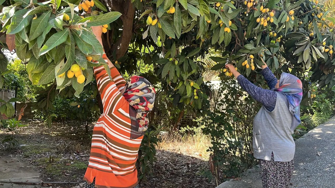 Bedava dağıttı, gelen poşet poşet topladı! Antalya’da çiftçinin ‘kıymetlisi’ avokadonun gölgesinde kaldı!