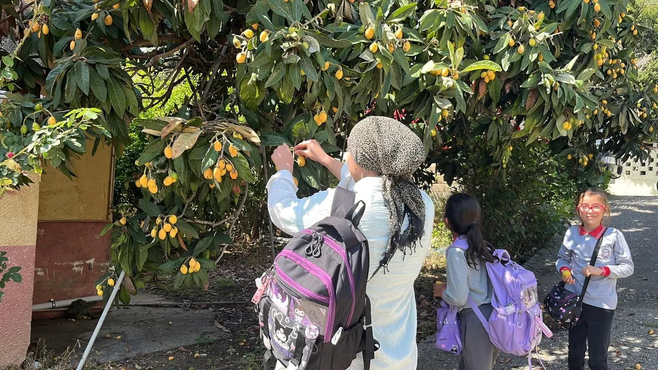 Bedava dağıttı, gelen poşet poşet topladı! Antalya’da çiftçinin ‘kıymetlisi’ avokadonun gölgesinde kaldı!